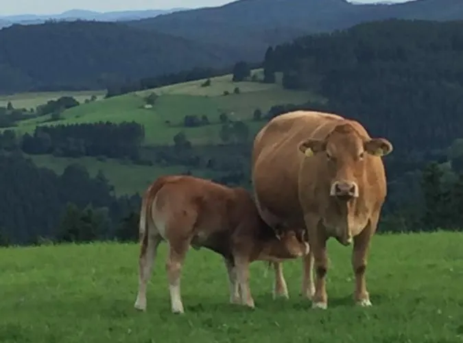 Stremme Appartamento Willingen (Upland)